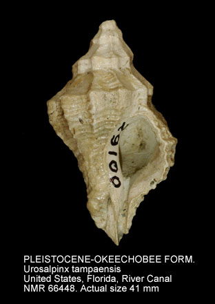 PLEISTOCENE-OKEECHOBEE FORMATION Urosalpinx tampaensis.jpg - PLEISTOCENE-OKEECHOBEE FORMATIONUrosalpinx tampaensis(Conrad,1846)